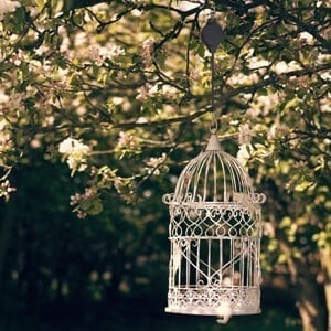 💥Blowout Sale 40% OFF🌳Plant Pulley Set For Garden Baskets Pots, Birds Feeder